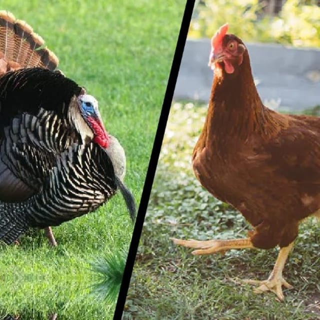 Turkey Breast & Chicken Breast.